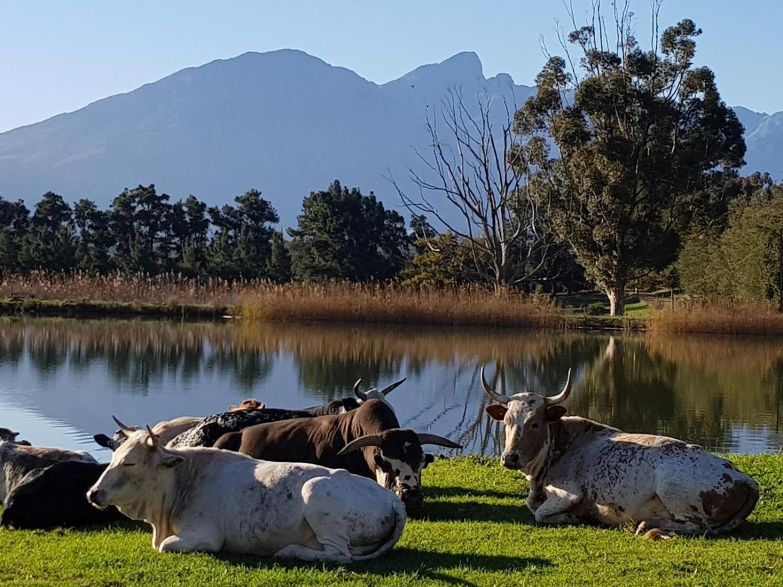 Lemberg Wine Estate Villa Tulbagh Exterior photo